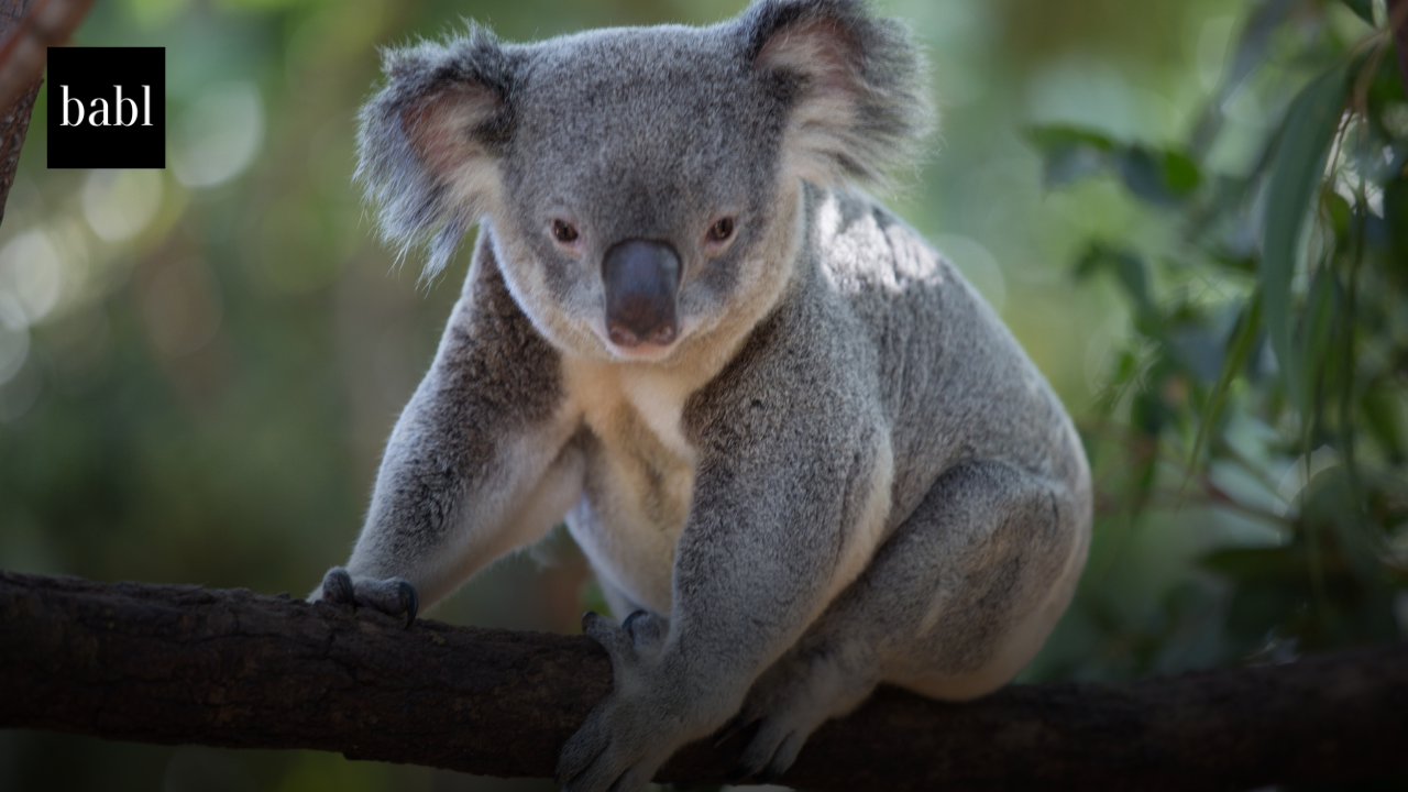 Australia’s AI Ecosystem Expands, Balancing Global Integration with Local Innovation