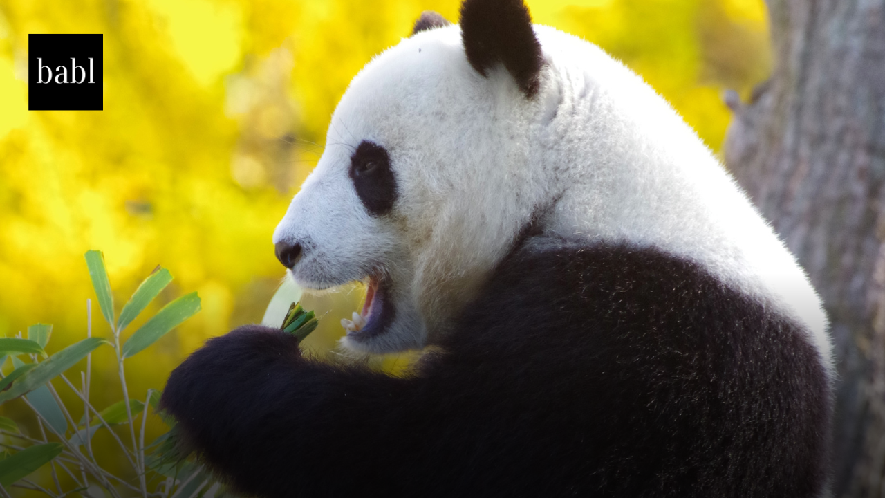 China Seeks Public Input on Draft Rules Governing Human-Like AI Chat and Emotional Companion Services