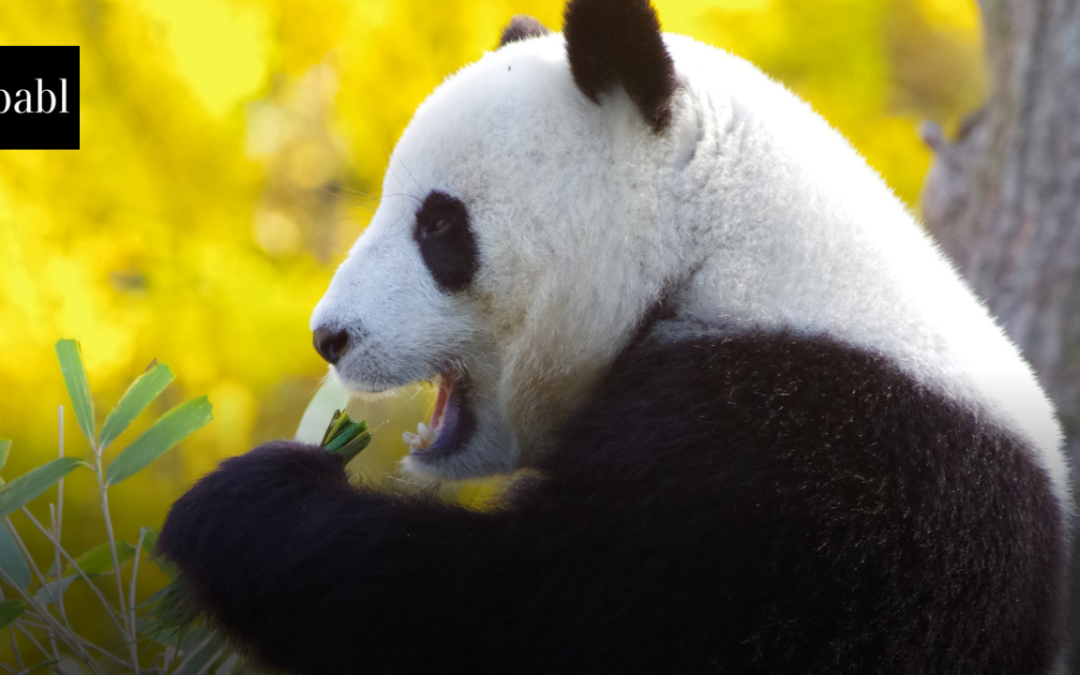 China Seeks Public Input on Draft Rules Governing Human-Like AI Chat and Emotional Companion Services